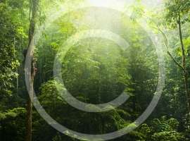 National Foresting Strategy Ideas to Be Tested in 6 Parks